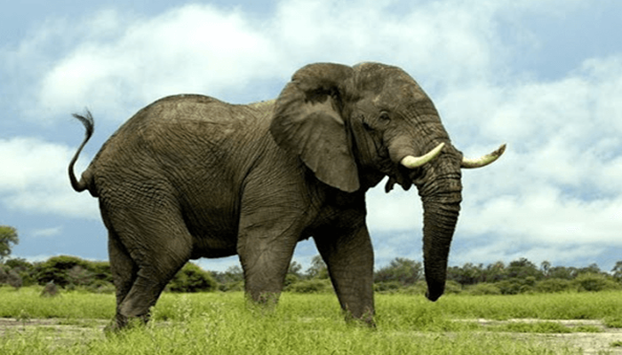 Mơ thấy voi có nhiều con số may mắn trong lô đề