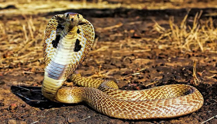 Nằm mơ thấy rắn màu vàng đánh con gì dễ trúng nhất?