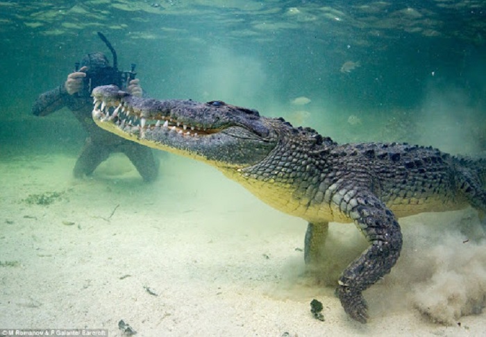 Mơ thấy cá sấu cắn là điềm gì?