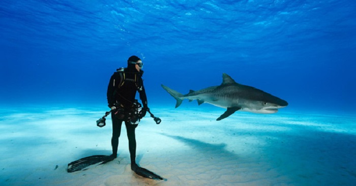 Mơ thấy cá mập đánh con gì?