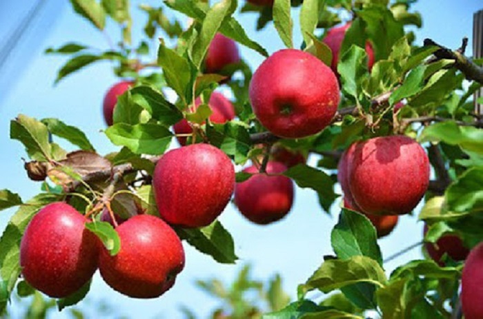 Ý nghĩa của trái táo trong đời sống con người